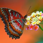 3butterfly_on_flower-1920x1080