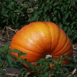 art-3-pumpkin